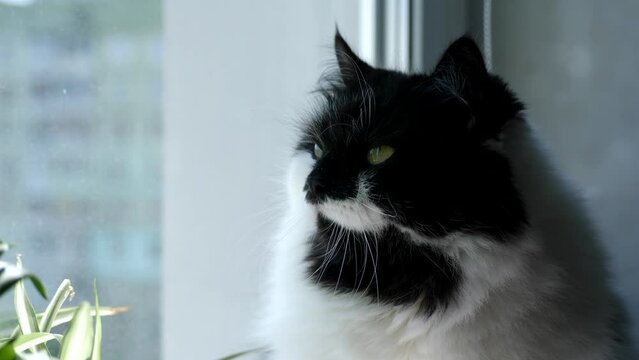 Pretty black and white domestic cat look in window