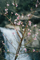 branch of a tree