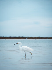 great white heron