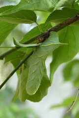 スズメガの幼虫