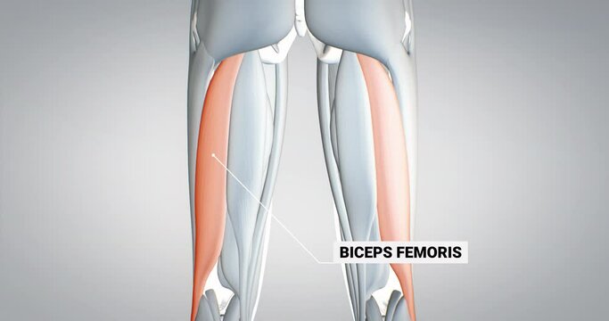 leg muscles, biceps femoris, detailed display of muscles, human muscular system, 3D animation of human anatomy, 3D render