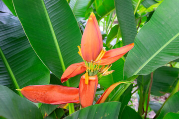 A blossoming banana flower, growing on a banana tree - shot at Howrah, West Bengal, India
