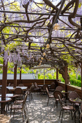  Purple wisteria flowers hanging at the ceiling in a cozy outdoor cafe in a cafe with korean banner sign board in South Korea