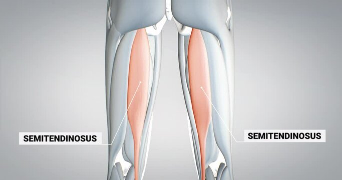 leg muscles,semimembranosus, detailed display of muscles, human muscular system, 3D animation of human anatomy, 3D render