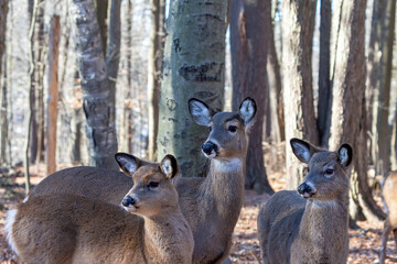The white-tailed deer (Odocoileus virginianus), also known as the whitetail or Virginia deer in the winter 