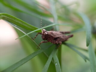 Close up of brown grasshopper