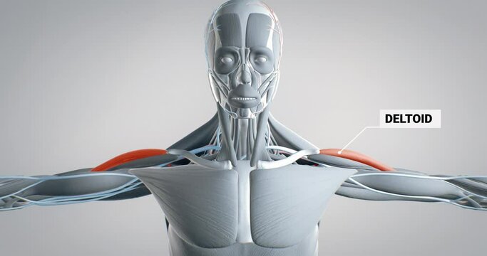 Deltoid muscle, detailed display of muscles, human muscular system, 3D animation of human anatomy, 3D render
