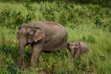 Obraz premium The male elephant stood alone, eating the soil in the evening.