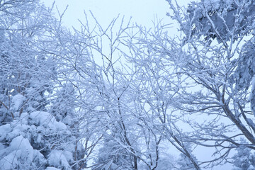 冬の北アルプスの樹氷