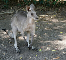 one kangaroo outdoors sitting down