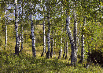 Fototapeta premium Birch grove in summer