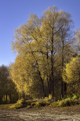 Obraz premium Autumn tree by the river