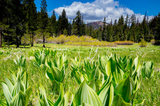 Sierra Meadows