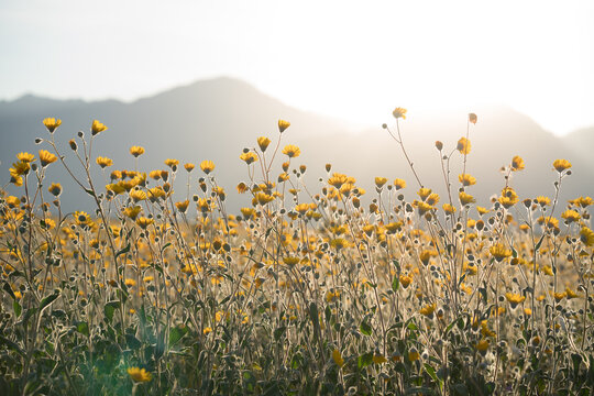field of flowers