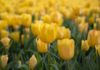 Selective focus of yellow tulips flowers blooming in the garden with soft morning sunlight with...
