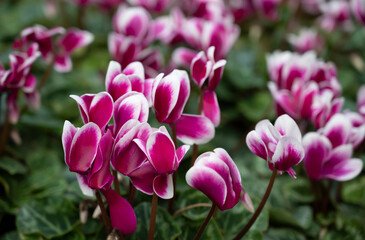 Floral background of purple Cyclamen flowers with a white edge and natural soft light in the garden.