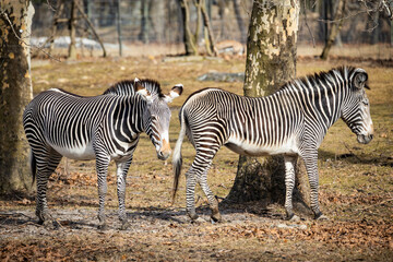 Fototapeta na wymiar Pair of two zebras standing together outdoors
