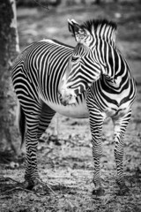 Fototapeta na wymiar Close up portrait of zebra black and white