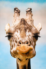 Close up funny looking giraffe head portrait © PhotoSpirit
