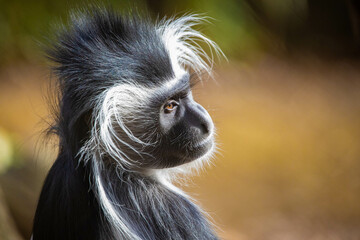 Cute colobus monkey head close up portrait