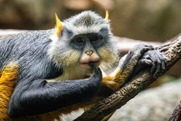 Cute looking Wolf's mona monkey portrait