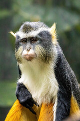 Cute looking Wolf's mona monkey portrait