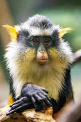 Cute looking Wolf's mona monkey portrait