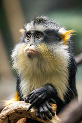 Cute looking Wolf's mona monkey portrait
