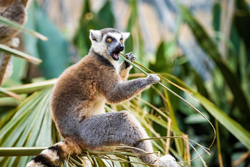 Cute madagascar ring-tailed lemur eating in the forest © PhotoSpirit