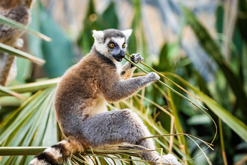 Cute madagascar ring-tailed lemur eating in the forest