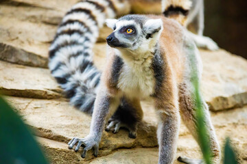 Naklejka na ściany i meble Cute Madagascar ring-tailed lemur portrait