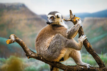 Cute Madagascar ring-tailed lemur portrait