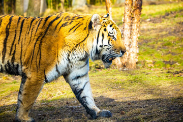 close up walking tiger portrait