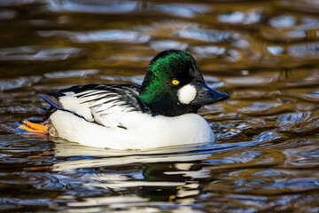 Common goldeneye cute duck close up portrait