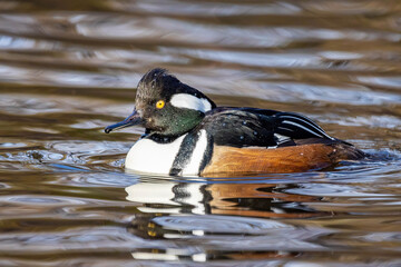 Male hooded merganser duck swimming close up