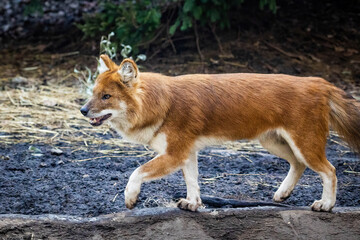 Beautiful dhole wild dog standing portrait