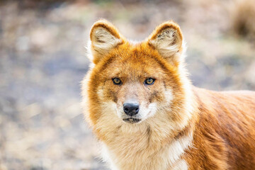 Beautiful dhole wild dog head portrait