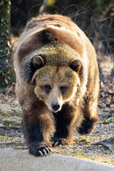 Large grizzly bear portrait out in the wild