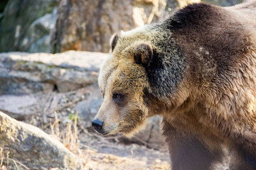 Large grizzly bear portrait out in the wild