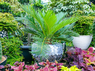 Palm trees in a garden