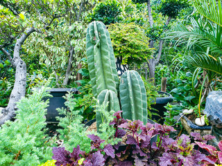 cactus in garden