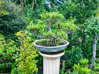 Bonsai tree in the garden background