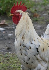 White rooster in barnyard
