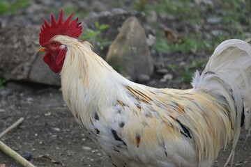 White rooster in barnyard