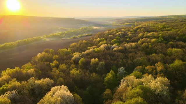 Aerial view of woodland with fresh green trees in early spring at sunset