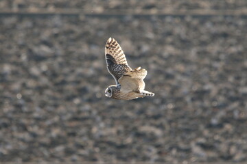 common buzzard in flight