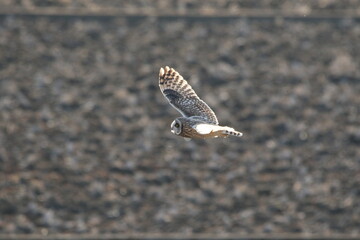seagull in flight