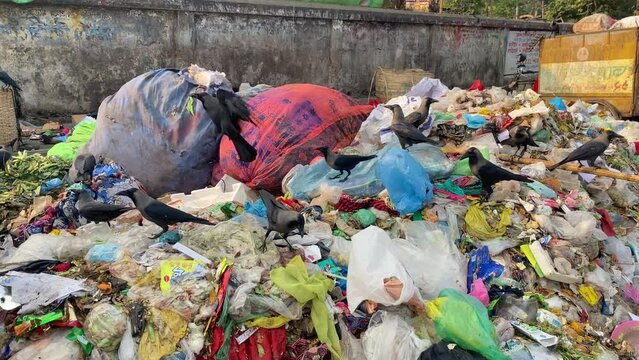 Crows eating rotten food at a landfill garbage dump, famine concept