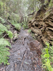 Naklejka na ściany i meble Muddy overgrown and abandoned railway cutting on the Box Vale Walking Track New South Wales Australia.