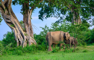 Small elephant family foraging in the Udawalawa national park.